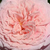 Rózsaszín - Nosztalgia rózsa - William Christie
